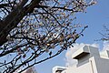 P033 佐野桜 Sanozakura 枝の写真