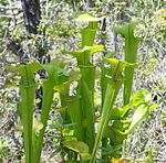 Sarracenia oreophila ne1. jpg