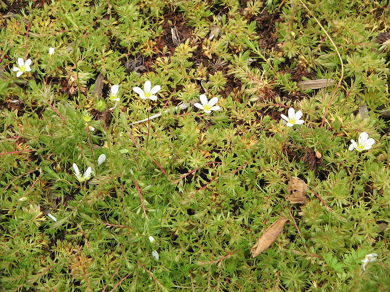 File:Saxifraga hypnoides01.jpg