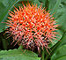 Scadoxus cinnabarinus