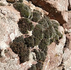 Schistidium apocarpum - Grimmia pulvinata 141007.jpg