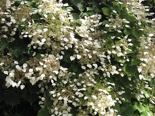 Schizophragma hydrangeoides 2.JPG