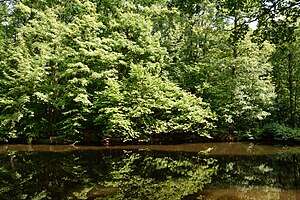 Schleswig-Holstein, Heiligenstedten, Landschaftsschutzgebiet Waldfläche „Heiligenstedtener Holz“ NIK 6671.JPG