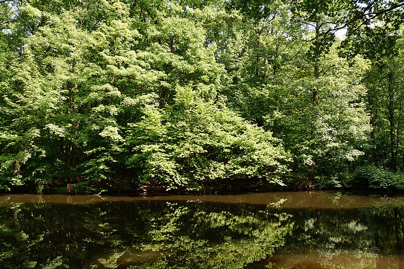 File:Schleswig-Holstein, Heiligenstedten, Landschaftsschutzgebiet Waldfläche „Heiligenstedtener Holz“ NIK 6671.JPG