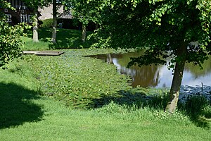 Schleswig-Holstein, Kollmar, Naturdenkmal NIK 6274.JPG