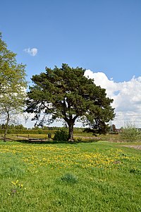 Schleswig-Holstein, Rellingen, Naturdenkmal 11-01 NIK 3101.JPG