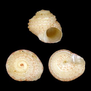 <i>Homalopoma mikkelsenae</i> Species of gastropod