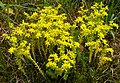 Rozchodník šestiřadý (Sedum sexangulare)