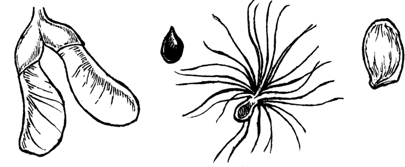 File:Seeds (PSF).png