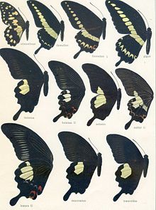 A comparison of the wing patterns of different Papilio species. Left to right, P. noblei's wing is the last on the second row Seitz9FaunaIndoAustralicaPlate21.jpg