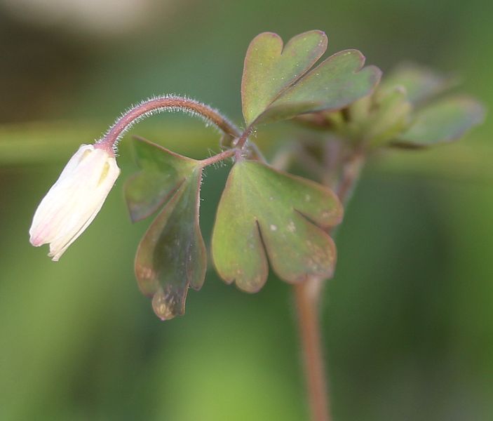 File:Semiaquilegia adoxoides (leaf).JPG