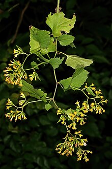 Senecio deltoideus 1DS-II 4-5191.jpg