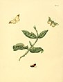 102. Phalaena epigena (= unidentified Rosema species)