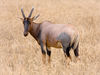 Serengeti Topi4.jpg