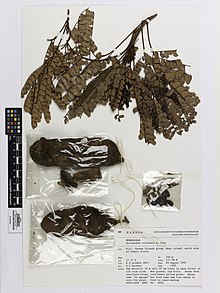 Serianthes vitiensis A.Gray (AM AK213394) .jpg