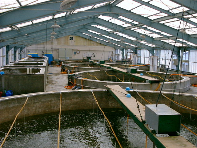 Fish hatchery - Wikipedia