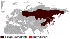 Siberian Chipmunk Tamias sibiricus distribution map.png