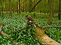 Ramson (allium ursinum) blooming