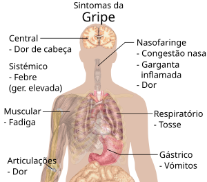 Gripe: Sinais e sintomas, Virologia, Mecanismo