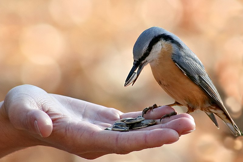 File:Sitta europaea wildlife (cropped).jpg