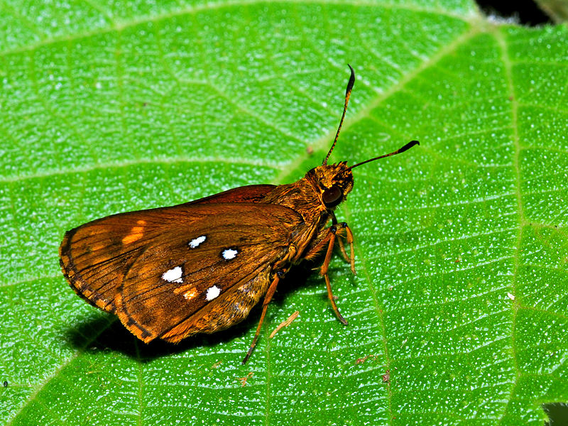 File:Skipper (Hesperiidae)(Id ?) (18108900779).jpg