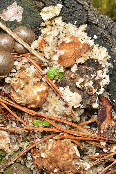 File:Slime Mold (Mycetozoa) - Oslo, Norway 2020-10-09.jpg