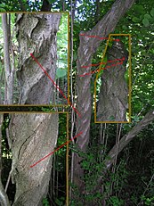 Defect - slope of grain, cross grain