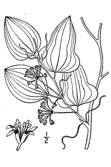 Smilax pseudochina L. - bambu anggur SMPS.jpg