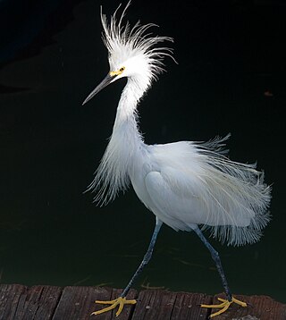 Snowy Egret