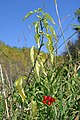 Frutos y hojas de Solanum dulcamara