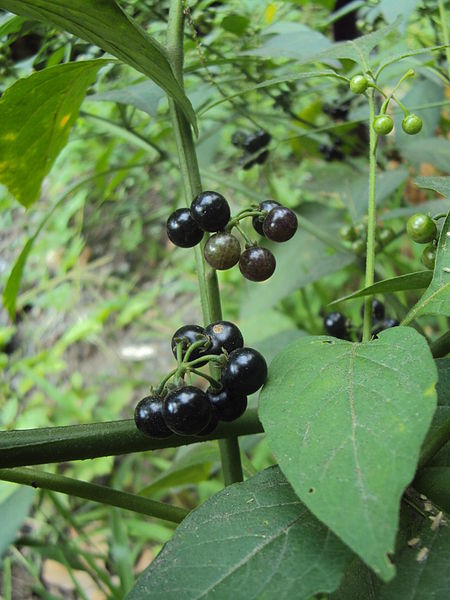 File:Solanum nigrum fruits.JPG