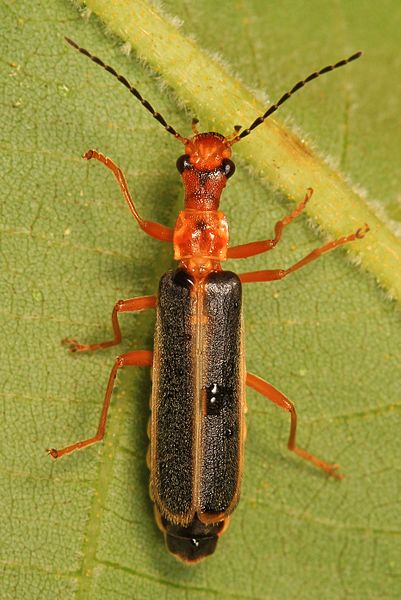 File:Soldier Beetle - Podabrus sp., probably brunicollis, Felsenthal National Wildlife Refuge, Crossett, Arkansas.jpg