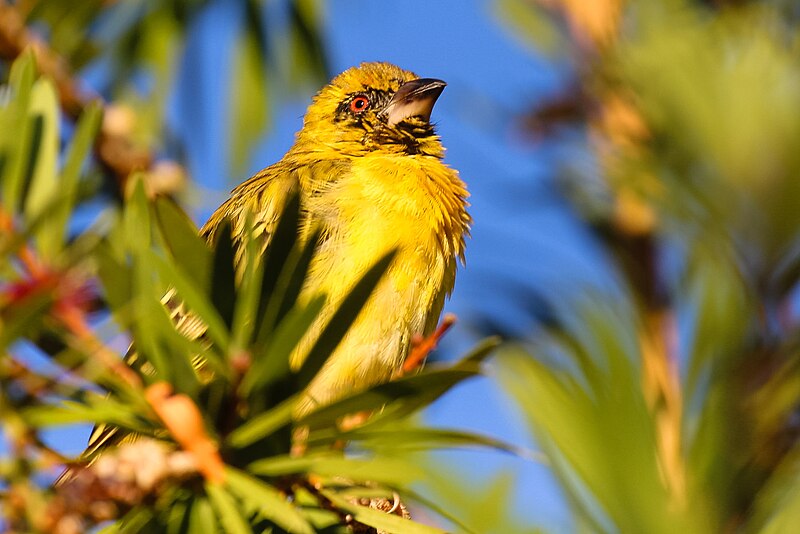 File:Souther Masked Weaver-1973 - Flickr - Ragnhild & Neil Crawford.jpg