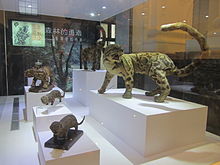 Specimen in the National Taiwan Museum Specimen of Neofelis nebulosa brachyura in National Taiwan Museum.JPG