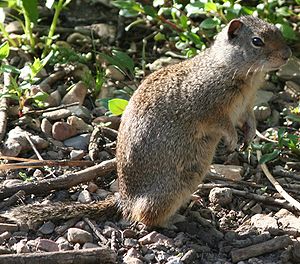 Spermophilus armatus.jpg