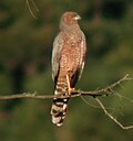 Thumbnail for Spotted harrier