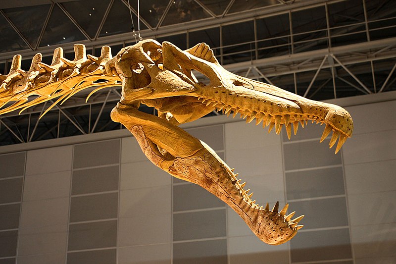 File:Spinosaurus skull.jpg
