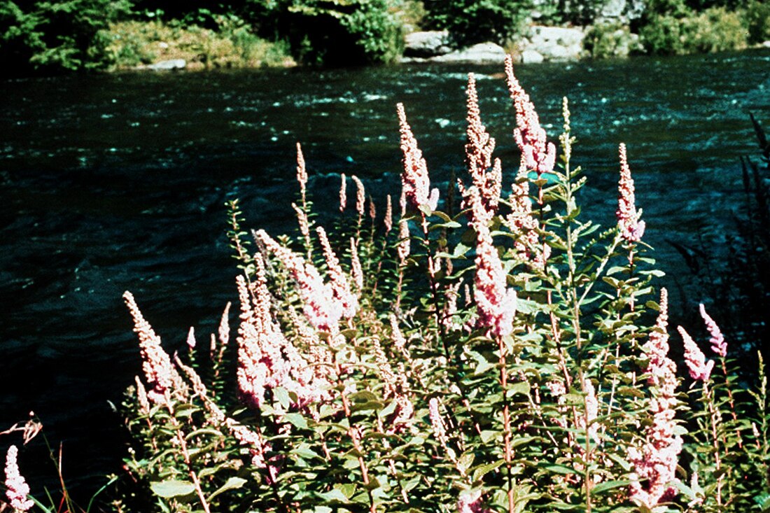 Spirée tomenteuse