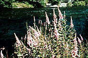 Spiraea tomentosa, or steeplebush