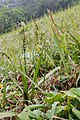 Spiranthes sinensis