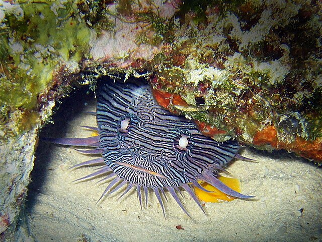 Splendid toadfish - Wikipedia