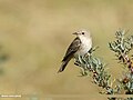 Spotted Flycatcher (Muscicapa striata) 1.jpg