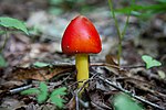 Miniatura para Amanita jacksonii