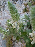 Vignette pour Stachys canescens