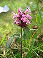 Stachys pradica