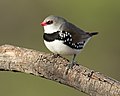 Petit oiseau blanc, noir ponctué de blanc et gris, avec un bec et le tour de l'oeil rouge.