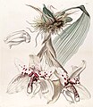 Stanhopea martiana (as syn. Stanhopea martiana var. bicolor) plate 44 in: Edwards's Bot. Register (Orchidaceae), vol. 29, (1843)