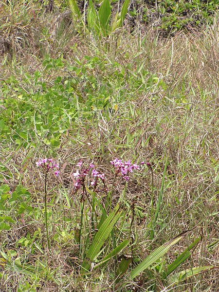 File:Starr-090609-0337-Spathoglottis plicata-flowering habit-Haiku-Maui (24336302903).jpg