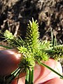 Starr-110822-8280-Cyperus aggregatus-seedhead-Hawea Pl Olinda-Maui (24476595773).jpg