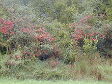 Starr 011205-0098 Pyracantha crenatoserrata.jpg